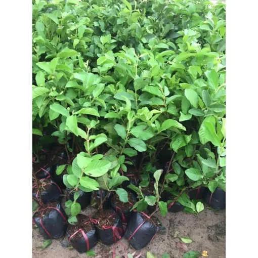 Sweet Pink Guava Tree - Live Tropical Fruit Plant in 4-Inch Pot, 8 to 12 Inches Tall