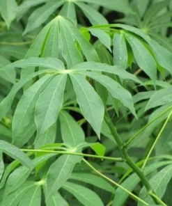 Sweet Yuca Cassava Plant Live in Pot with 5 Cuttings, 6 Inches, Well Rooted for Planting