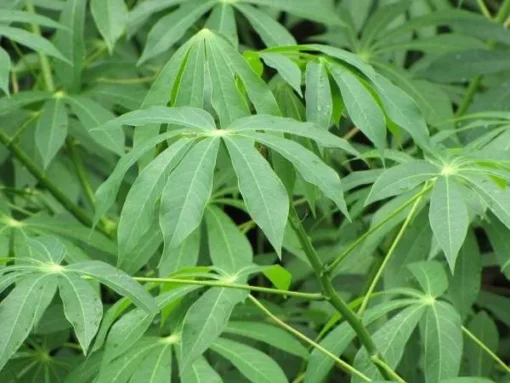 Sweet Yuca Cassava Plant Live in Pot with 5 Cuttings, 6 Inches, Well Rooted for Planting