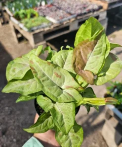 Syngonium 'Confetti' | 4in pot