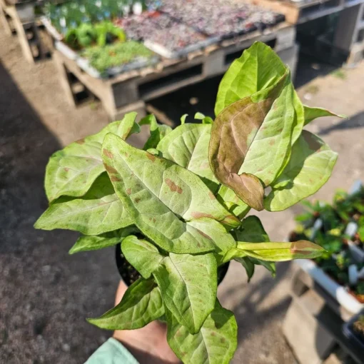 Syngonium 'Confetti' | 4in pot