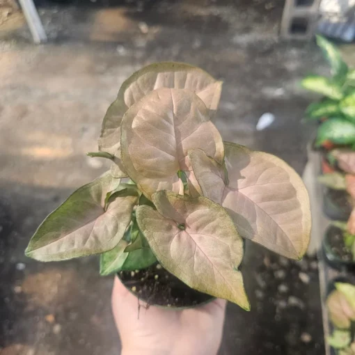 Syngonium Regina Red | Arrowhead Vine | Colorful Syngonium | 4in pot