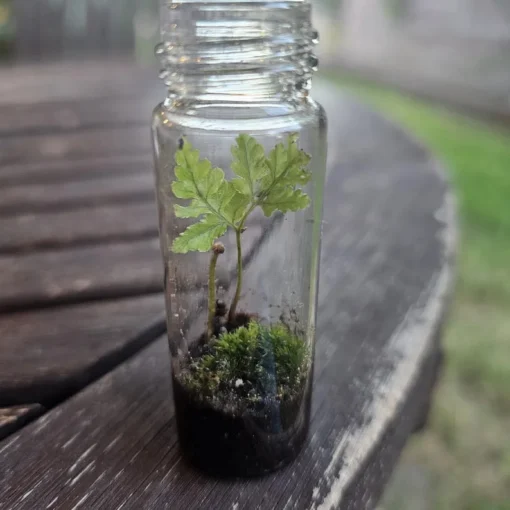 Terrarium FERN