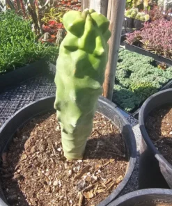 Totem Pole Cactus | Rare Cactus | Rooted Cactus