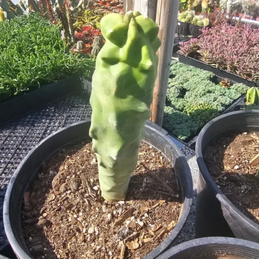 Totem Pole Cactus | Rare Cactus | Rooted Cactus