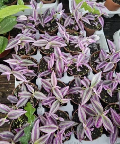 Tradescantia Pink Paradise | 2in pot | Purple Plant | Inch Plant | Wandering Jew Plant | Bundles