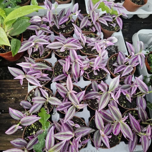 Tradescantia Pink Paradise | 2in pot | Purple Plant | Inch Plant | Wandering Jew Plant | Bundles