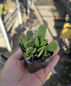 Trailing Jade| Weeping Jade | Trailing Succulent | Trailing sedum | 2in pot and 4in pot