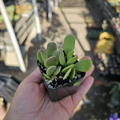 Trailing Jade| Weeping Jade | Trailing Succulent | Trailing sedum | 2in pot and 4in pot