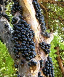 Tropical Jabuticaba Tree Live Brazilian Grapetree Glossy Leaves 2-3 ft