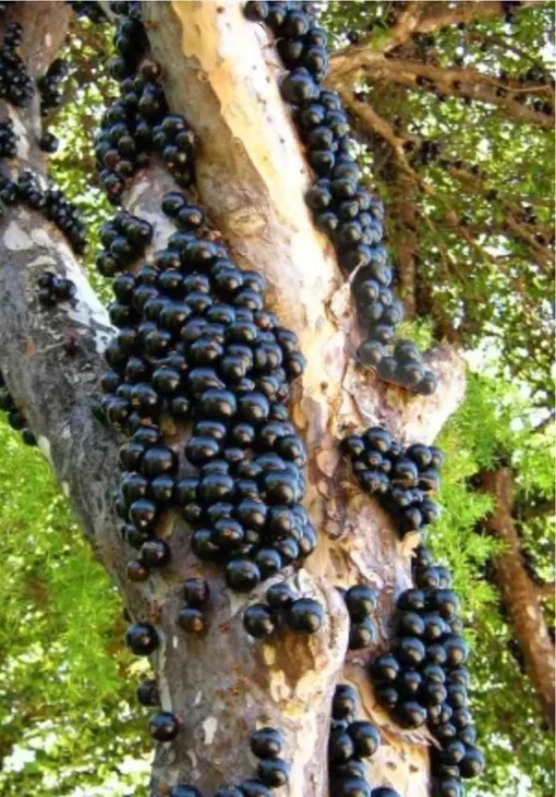 Tropical Jabuticaba Tree Live Brazilian Grapetree Glossy Leaves 2-3 ft