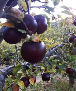 Two Live Arkansas Black Apple Tree Fairy Tale Witches Apple 2-3 ft Tall