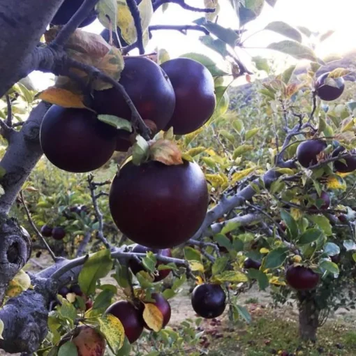 Two Live Arkansas Black Apple Tree Fairy Tale Witches Apple 2-3 ft Tall