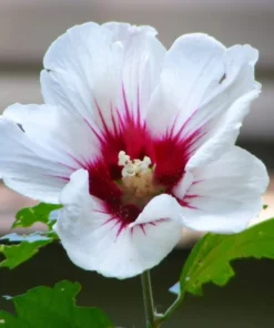 Two Live White Althea Rose Of Sharon Trees Shrub Bush Large Blooms Each Summer 2-3 ft Tall