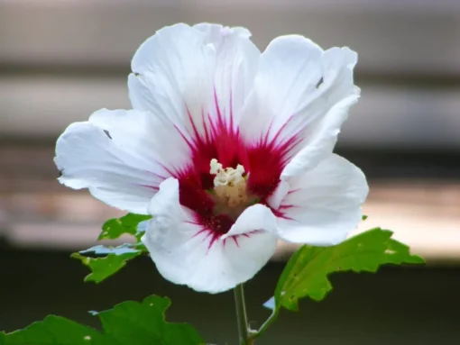 Two Live White Althea Rose Of Sharon Trees Shrub Bush Large Blooms Each Summer 2-3 ft Tall