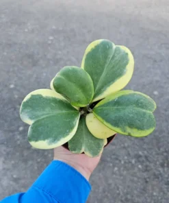 Variegated Hoya Kerrii | Full hoya kerri | 4in pot