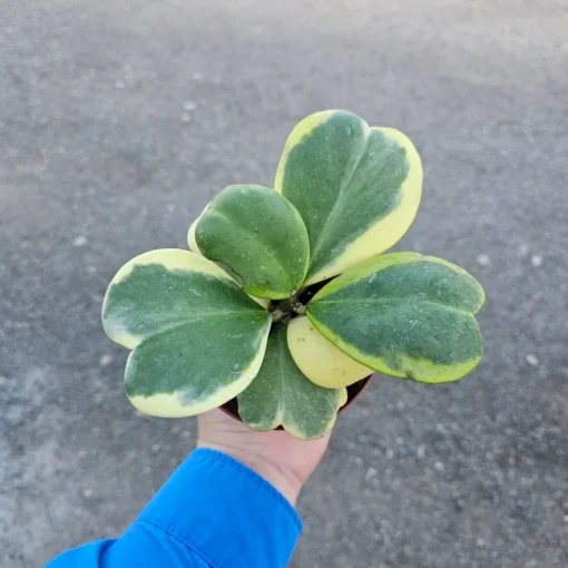 Variegated Hoya Kerrii | Full hoya kerri | 4in pot