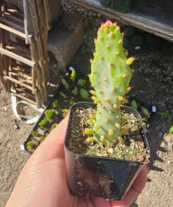 Variegated Josephs Coat Cactus | Opuntia monacantha Variegata | 2in pot