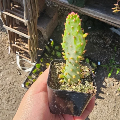 Variegated Josephs Coat Cactus | Opuntia monacantha Variegata | 2in pot