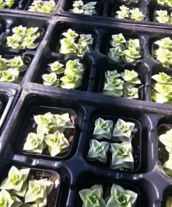 Variegated String of Buttons | Necklace Vine | Crassula Perforata | Stacked Crassula | Pagoda Plant | 2in pot