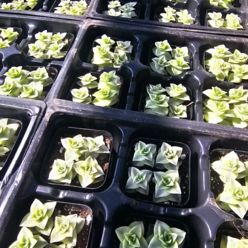 Variegated String of Buttons | Necklace Vine | Crassula Perforata | Stacked Crassula | Pagoda Plant | 2in pot