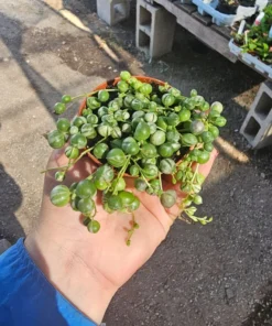 Variegated String of Pearls Succlent | VSOP