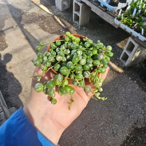 Variegated String of Pearls Succlent | VSOP