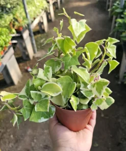 Variegated Wax Ivy | Trailing Plant | 2in pot | 4in pot