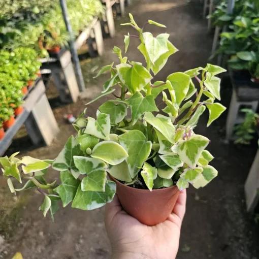 Variegated Wax Ivy | Trailing Plant | 2in pot | 4in pot