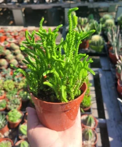 Watch Chain Succulent | Crassula Muscosa | 2in | 4in | rooted cutting