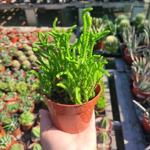 Watch Chain Succulent | Crassula Muscosa | 2in | 4in | rooted cutting