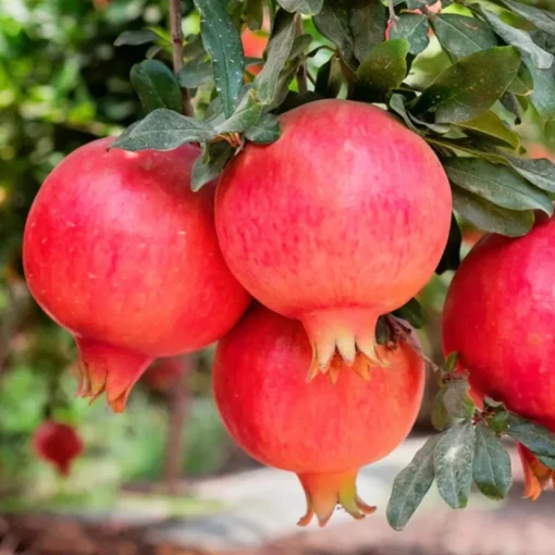 Wonderful Pomegranate Live Plant 12-16in, Cold Hardy, Half Gallon Pot, Sweet Variety