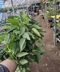 XL Cebu Blue Pothos | 6in pot | Epipremnum Pinnatum | XL and L sizes