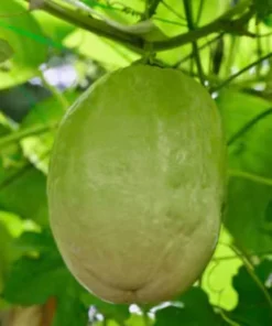 Yellow Passion Fruit Plant - 6-12 Inch Live Giant Passionfruit Vine - Edible