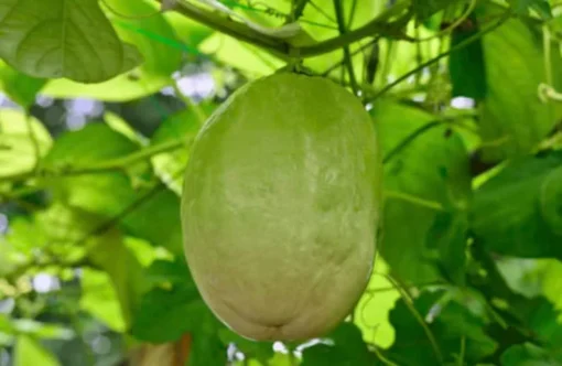 Yellow Passion Fruit Plant - 6-12 Inch Live Giant Passionfruit Vine - Edible