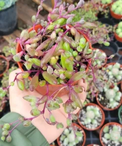 ruby necklace | 2in and 4in pot