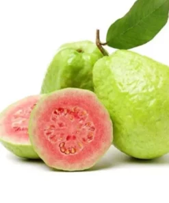 1 Pink Guava Fruit Tree Planting Exotic Delicious Tropical Fruit 4”-8”Plant