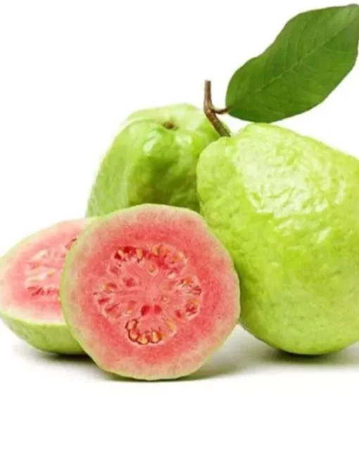 1 Pink Guava Fruit Tree Planting Exotic Delicious Tropical Fruit 4”-8”Plant