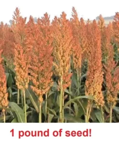 1 Pound Sorghum Seeds Rox Orange Syrup Cane Non-Gmo Heirloom