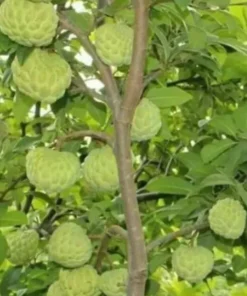 1 Sugar Apple Na Dai( Mãng Cầu Dai) 12”-18”Live Seed Tree-Asian Plant Collection