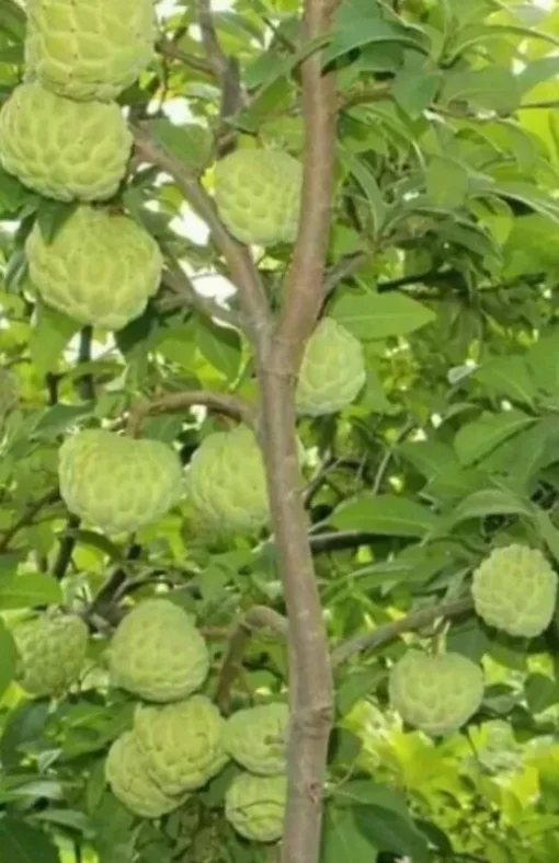 1 Sugar Apple Na Dai( Mãng Cầu Dai) 12”-18”Live Seed Tree-Asian Plant Collection