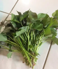 10 Beauregard Sweet potato Plants / Slips - Cuttings - Organically Grown - Khoai