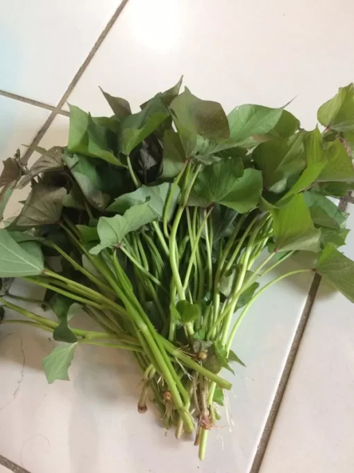 10 Beauregard Sweet potato Plants / Slips - Cuttings - Organically Grown - Khoai