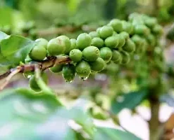 10 DWARF Arabica Coffee Plant Seeds | (Coffea catura) Indoor Coffee Bean Tree