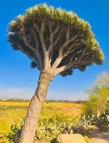 10 Draco Dragon Tree Seeds (Dracaena draco)