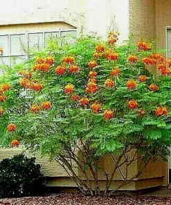 10 Dwarf Poinciana Seeds RED BIRD OF PARADISE, MEXICAN (C. pulcherrima)