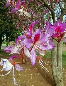 10 Geranium Orchid Tree Flower Seeds (Bauhinia purpurea) FAST-GROWING, MEDICINAL