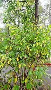 10 Indian Plum Seeds Fast-Growing Edible Fruit Shrub Oso Berry (O. Cerasiformis)