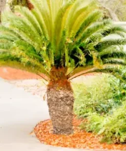 10 Jelly Palm Seeds (Butia capitata), Pindo Palm | Edible Fruit Tree,