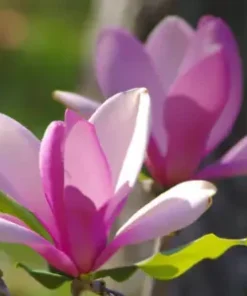 10 Magnolia Lily Seeds (Magnolia liliflora), Pink Flowering Tree